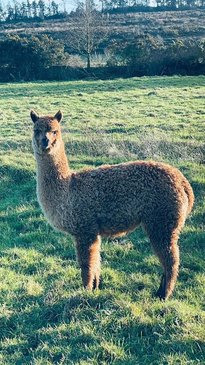 Beautiful Female Cria 7 months old - Image 3