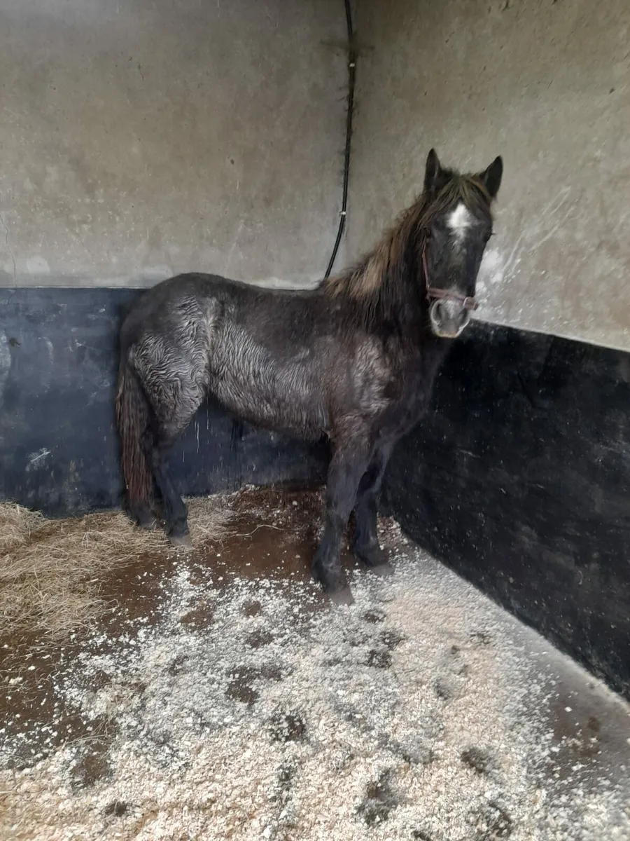2 year old connemara filly - Image 1