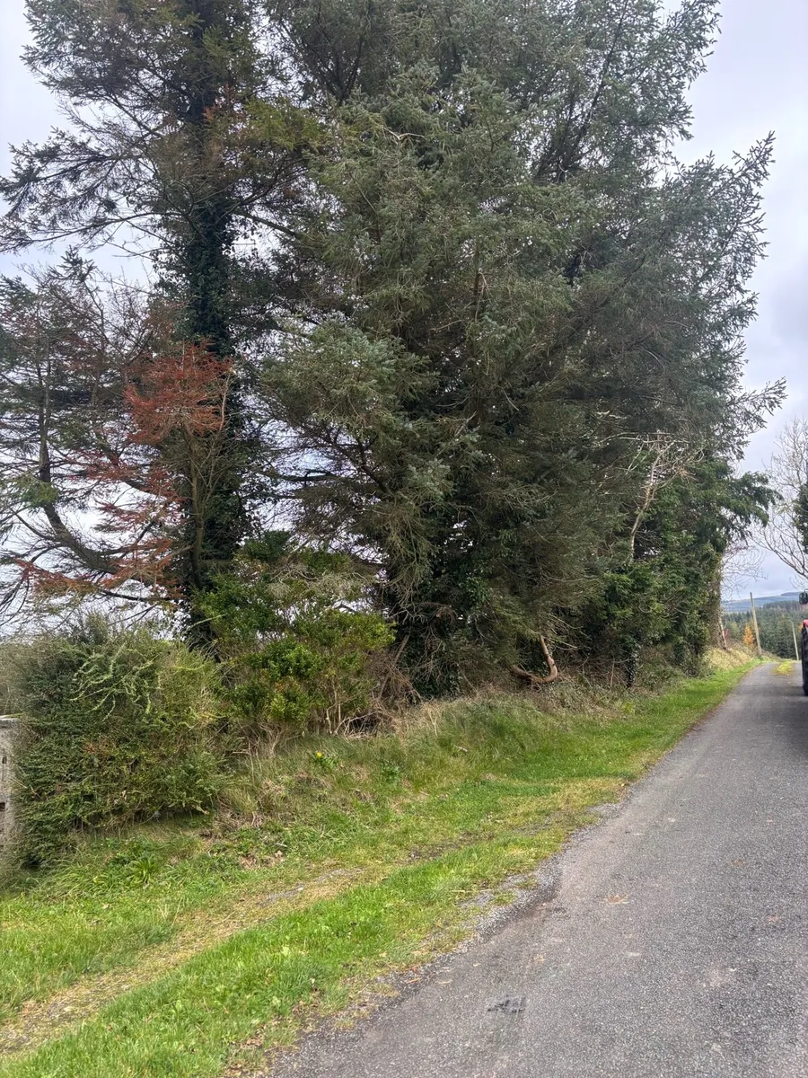 Site clearance / tree removals - Image 3