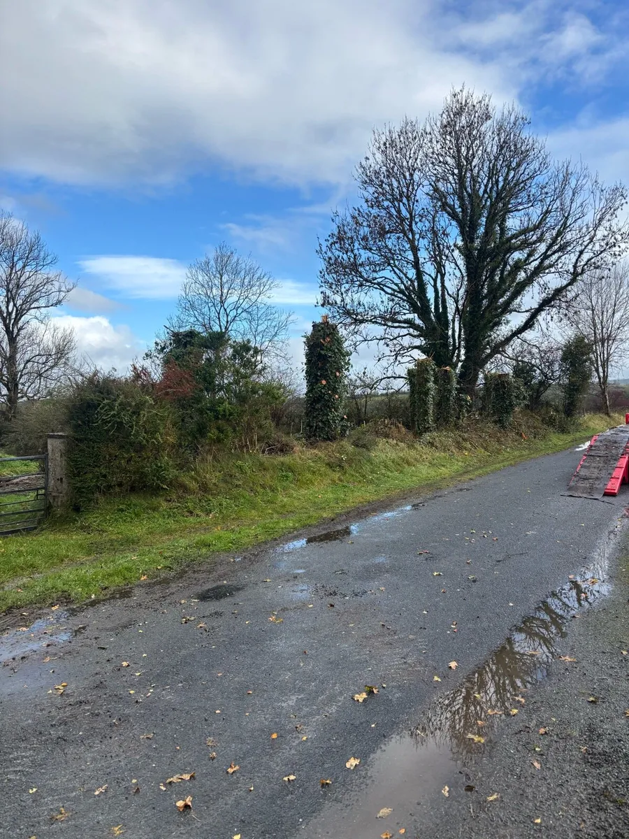 Site clearance / tree removals - Image 4
