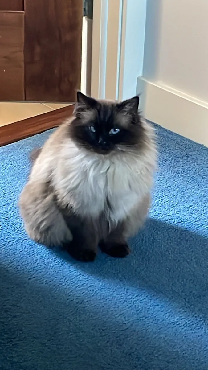 Ragdoll Cat - Image 1