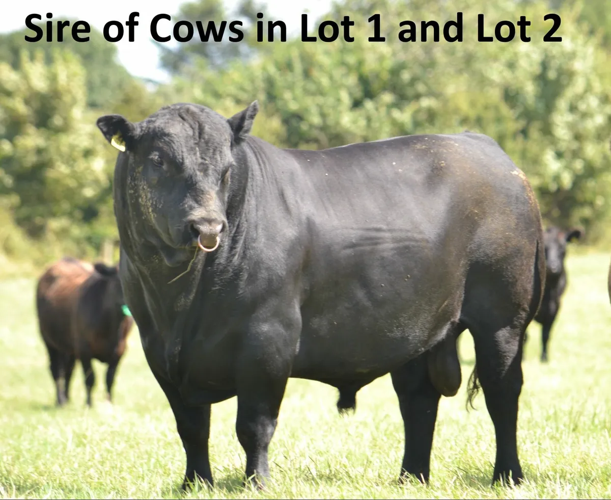 Quality Purebred Angus - Image 3