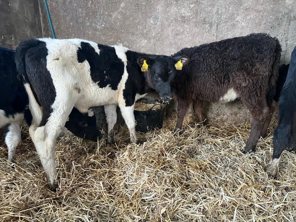 4 x Aberdeen Angus Calves - Image 4