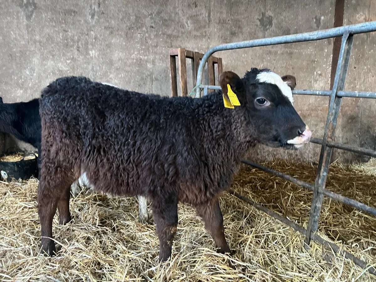 4 x Aberdeen Angus Calves - Image 1