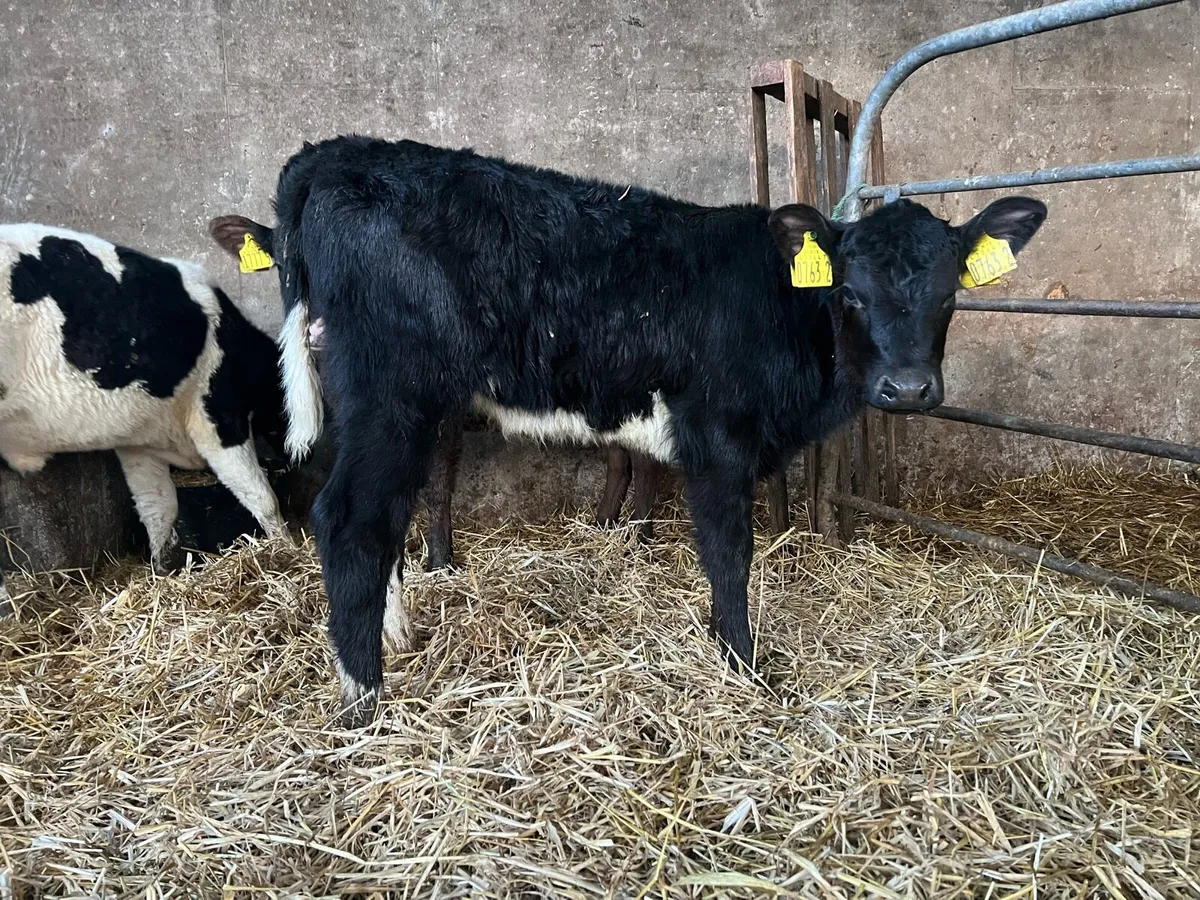 4 x Aberdeen Angus Calves - Image 2