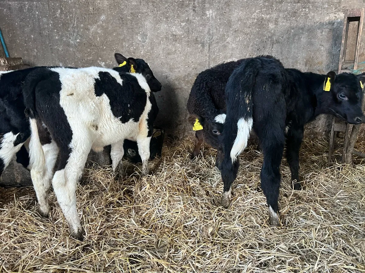 4 x Aberdeen Angus Calves - Image 3
