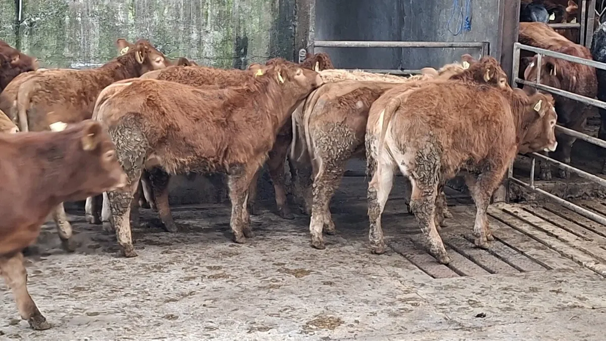 Super u grade lmx heifers - Image 2