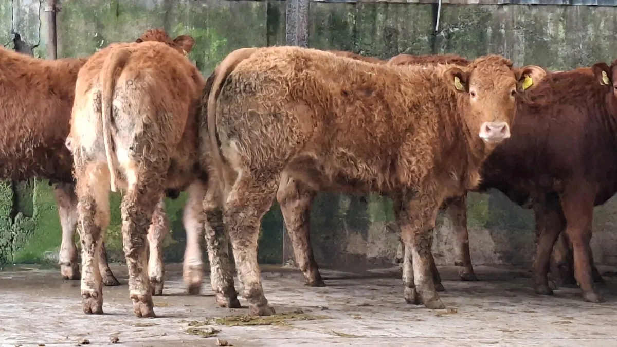 Super u grade lmx heifers - Image 4