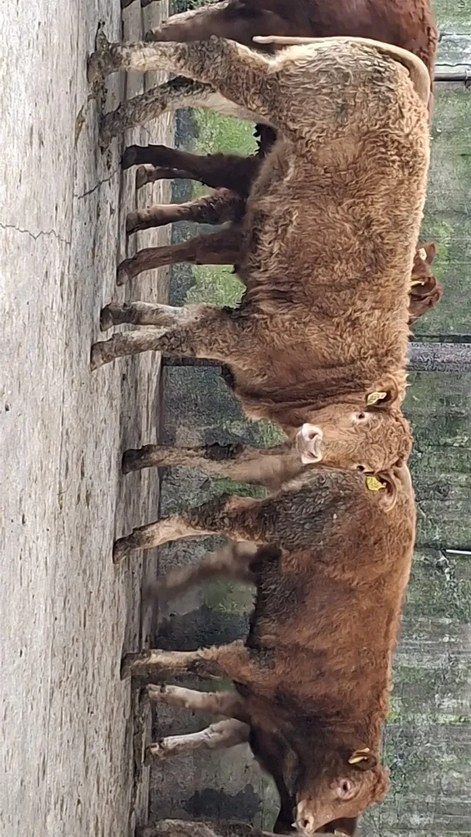 Super u grade lmx heifers - Image 3