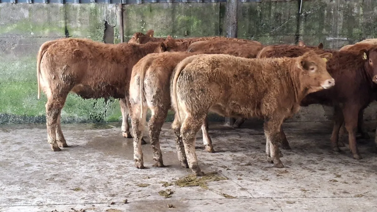 Super u grade lmx heifers - Image 1