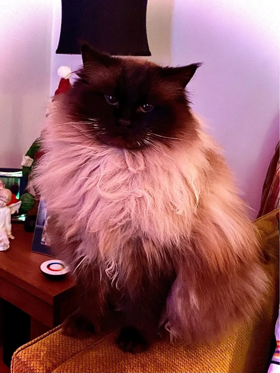 Ragdoll Cat - Image 3