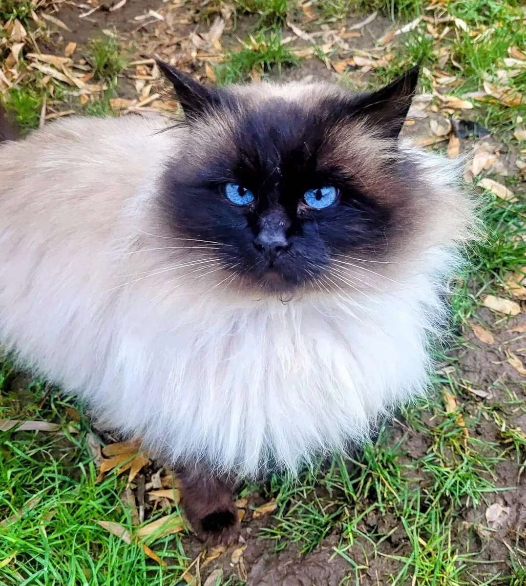 Ragdoll Cat - Image 2