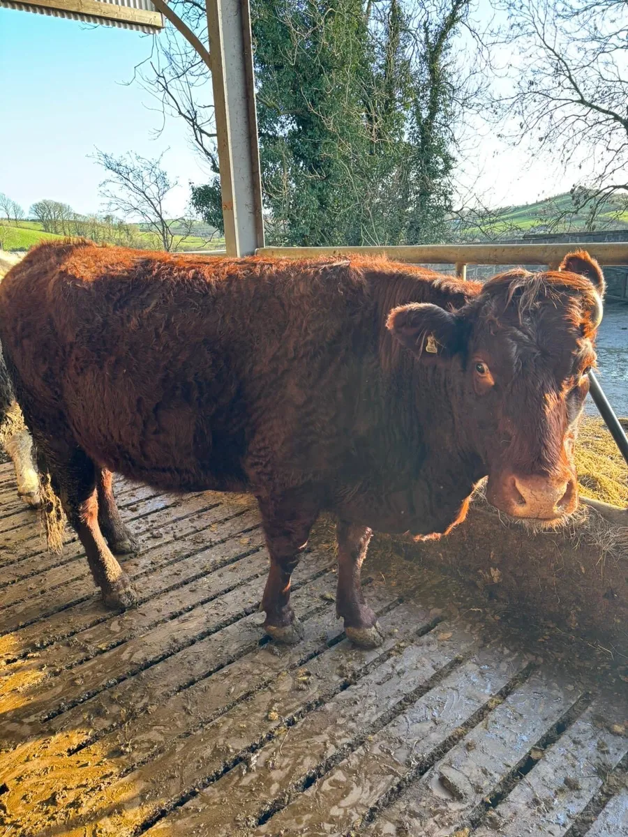 Springing Salers cow - Image 2