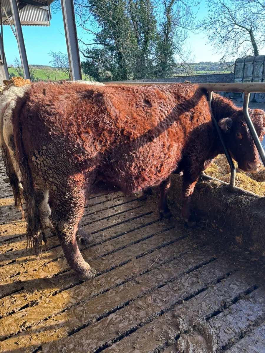 Springing Salers cow - Image 1