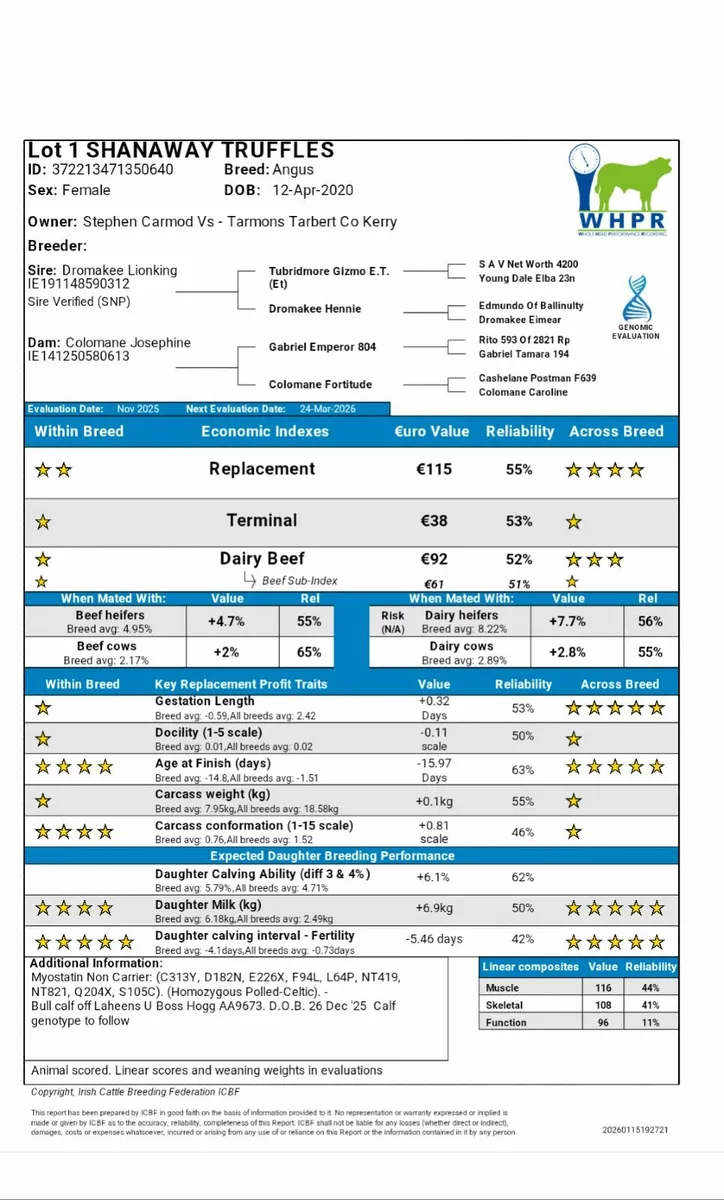 Quality Purebred Angus - Image 4