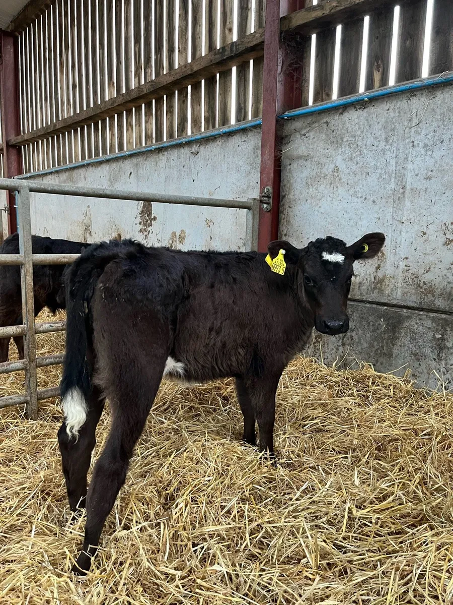 2 Smashing Lim Heifers - Image 1