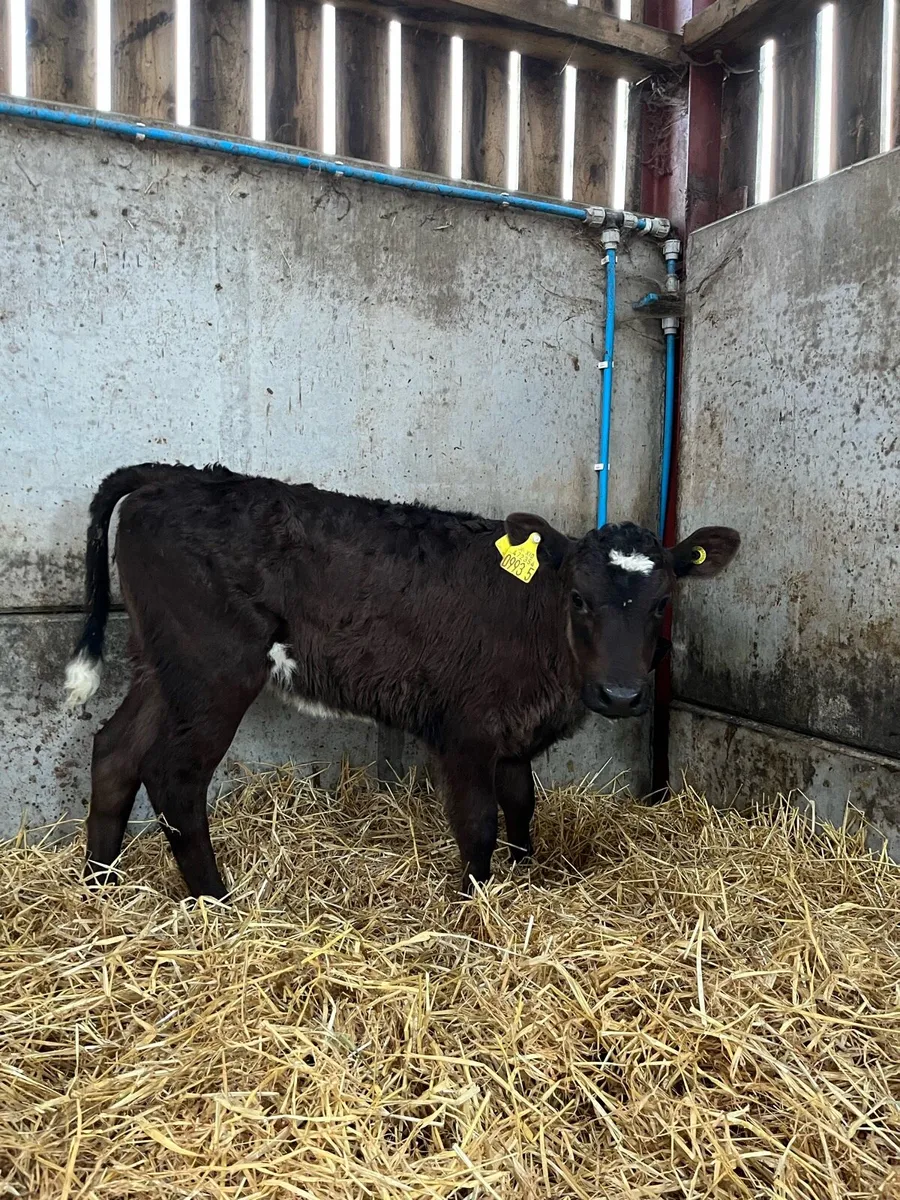 2 Smashing Lim Heifers - Image 2