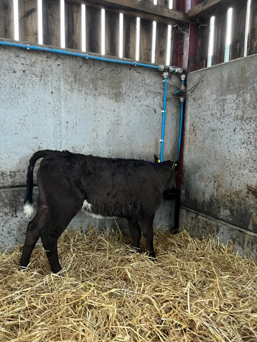 2 Smashing Lim Heifers - Image 3