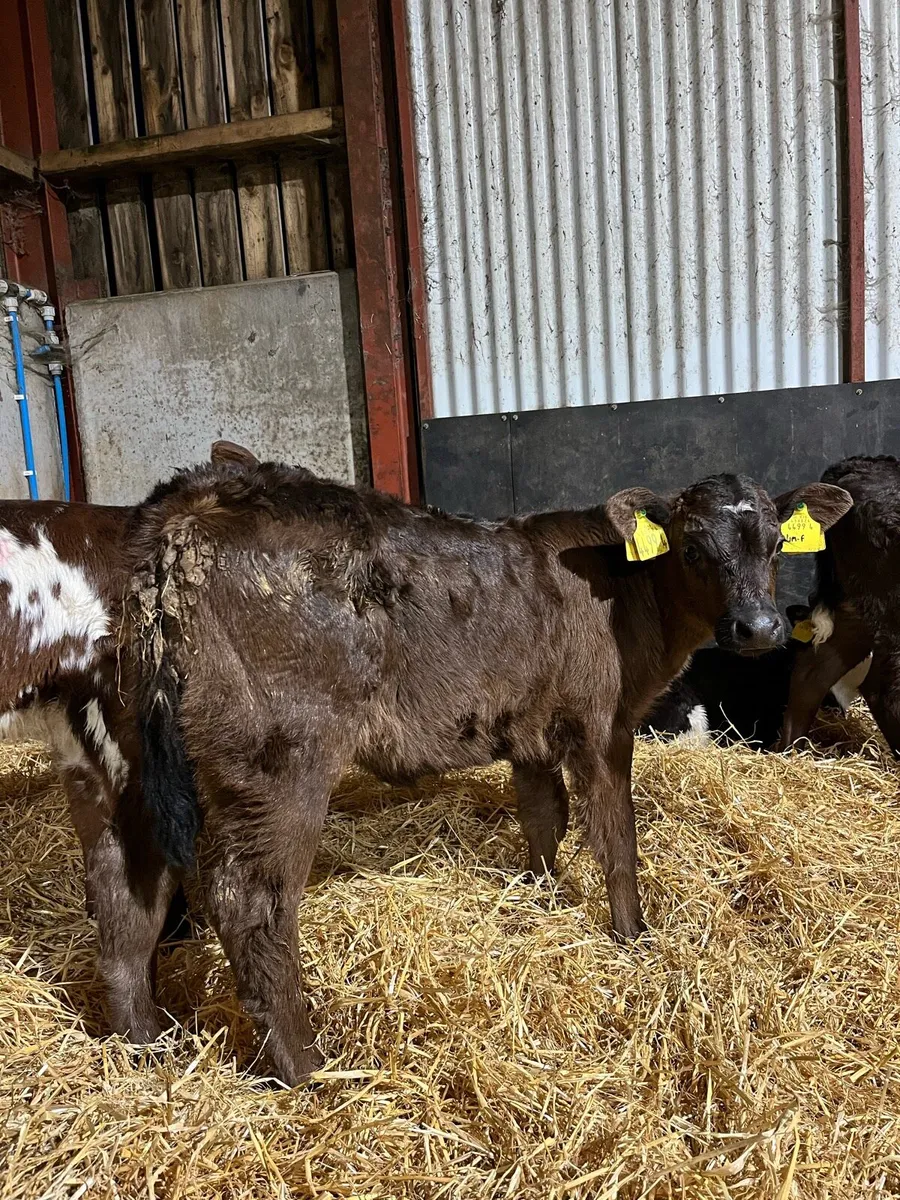 2 Smashing Lim Heifers - Image 4