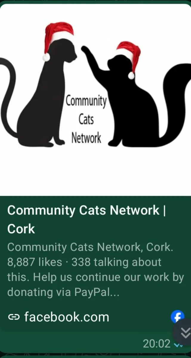 Both Adopted - Thank You! - Image 1