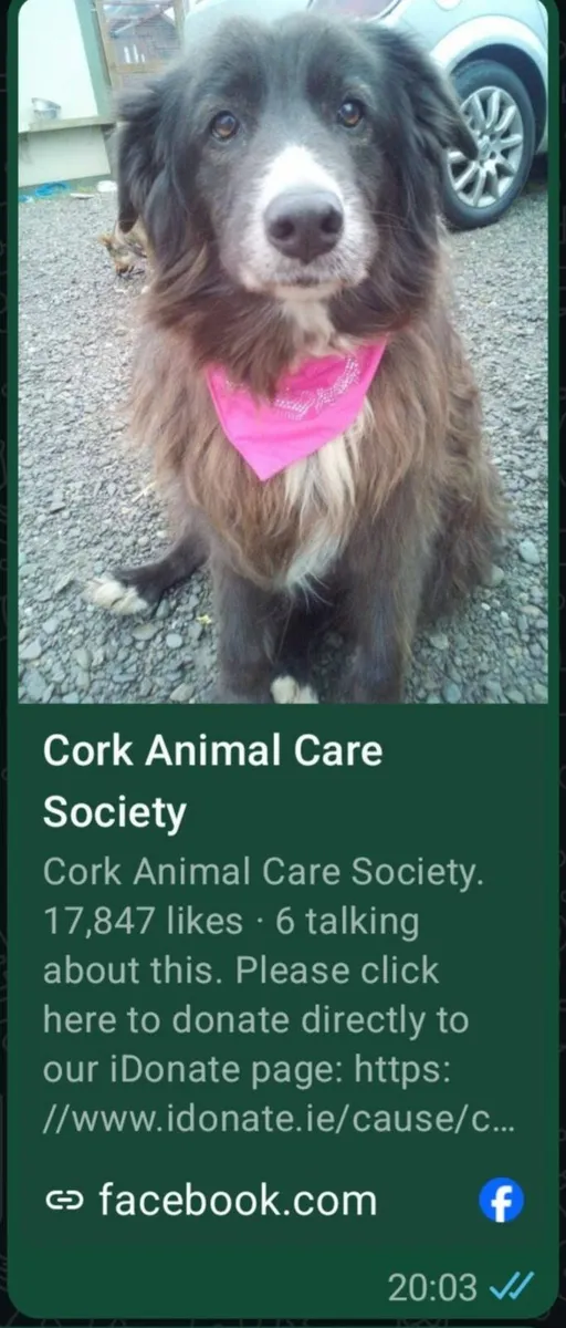 Adopted - Thanks! - Image 3