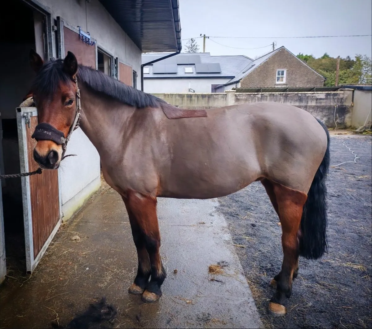148cm Connemara 9yrs old - Image 2