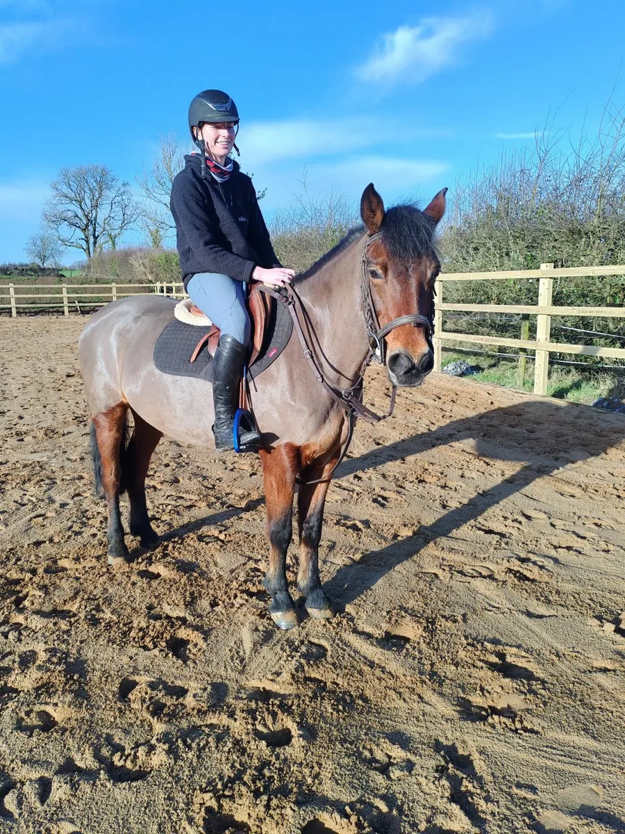 148cm Connemara 9yrs old - Image 1