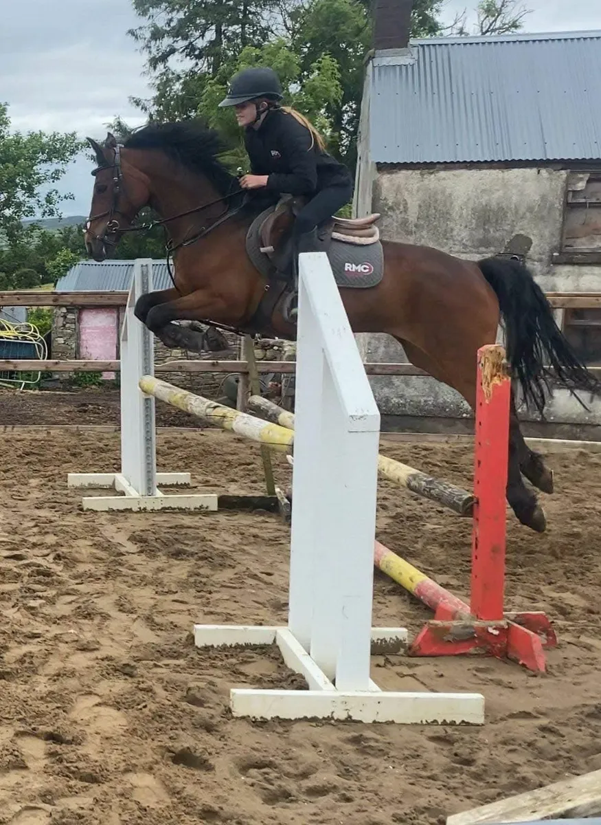 148cm Connemara 9yrs old - Image 3