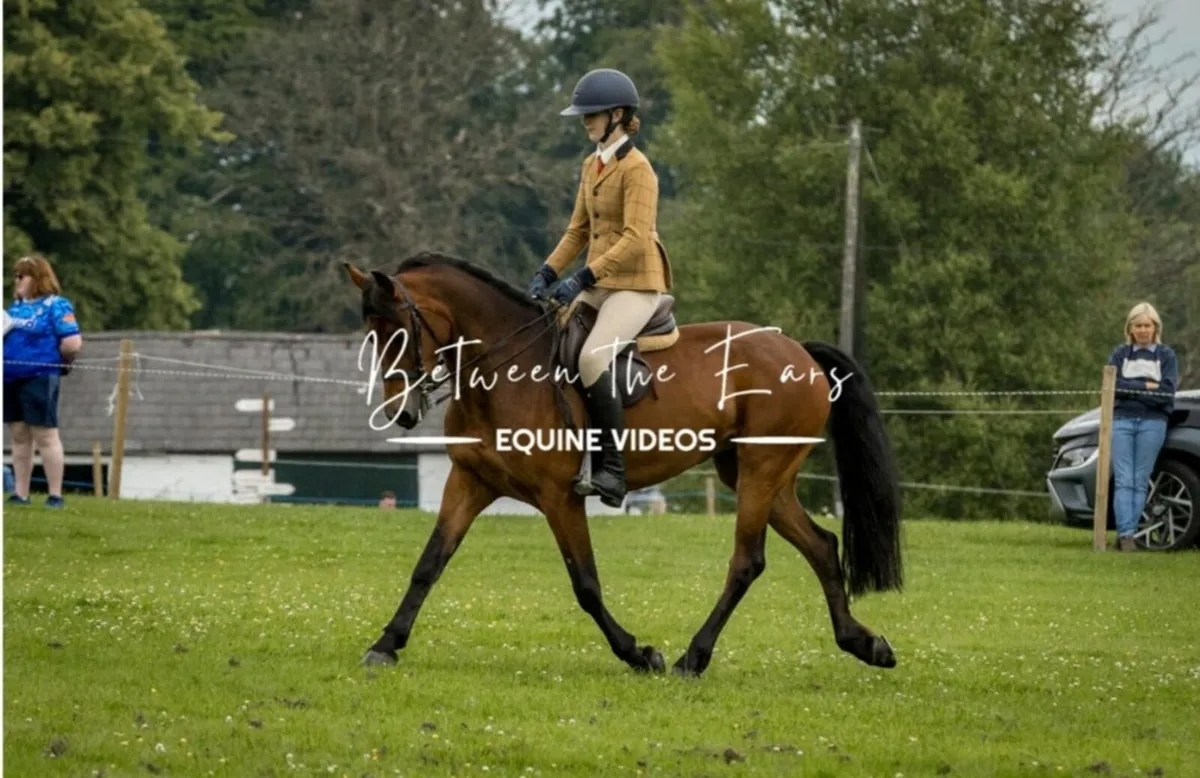 148cm Connemara 9yrs old - Image 4