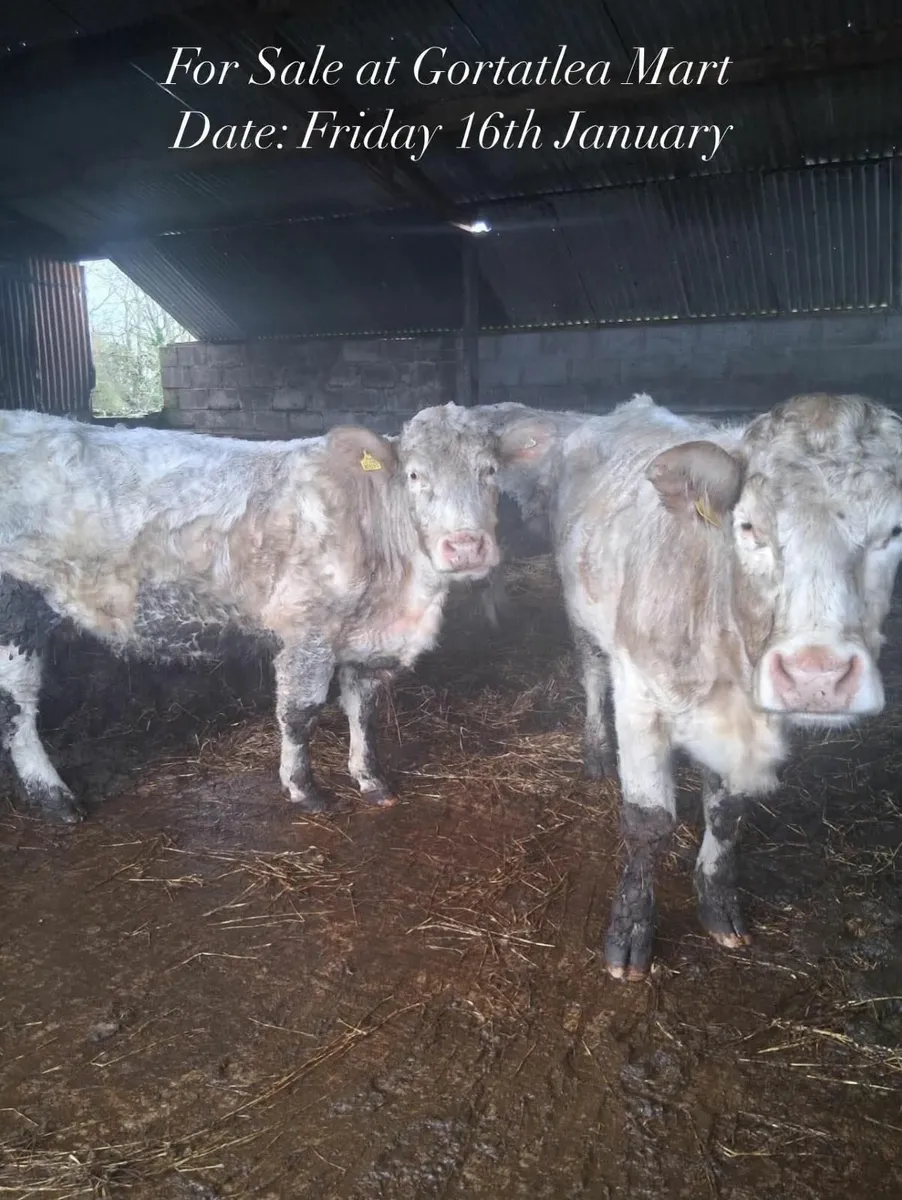 Gortalea 16th January pedigree charolais sucklers - Image 1