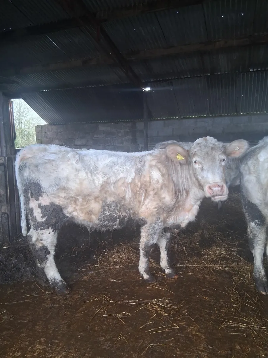 Gortalea 16th January pedigree charolais sucklers - Image 2