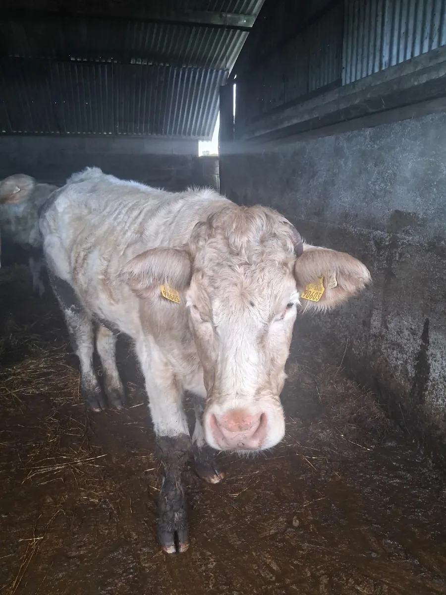 Gortalea 16th January pedigree charolais sucklers - Image 3