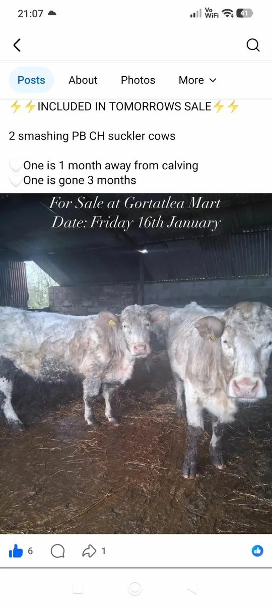 Gortalea 16th January pedigree charolais sucklers - Image 4