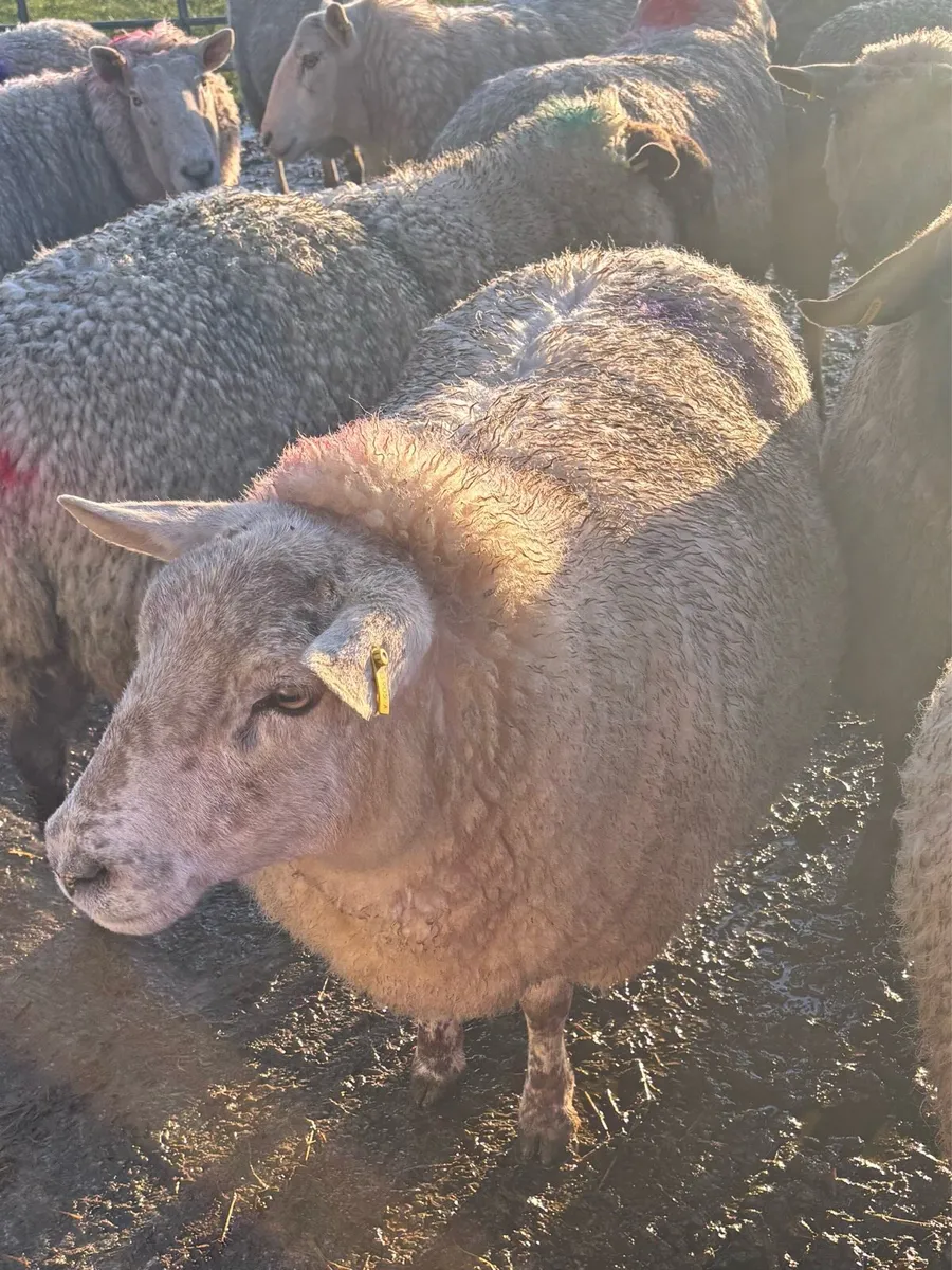 In Lamb Ewes - Image 3