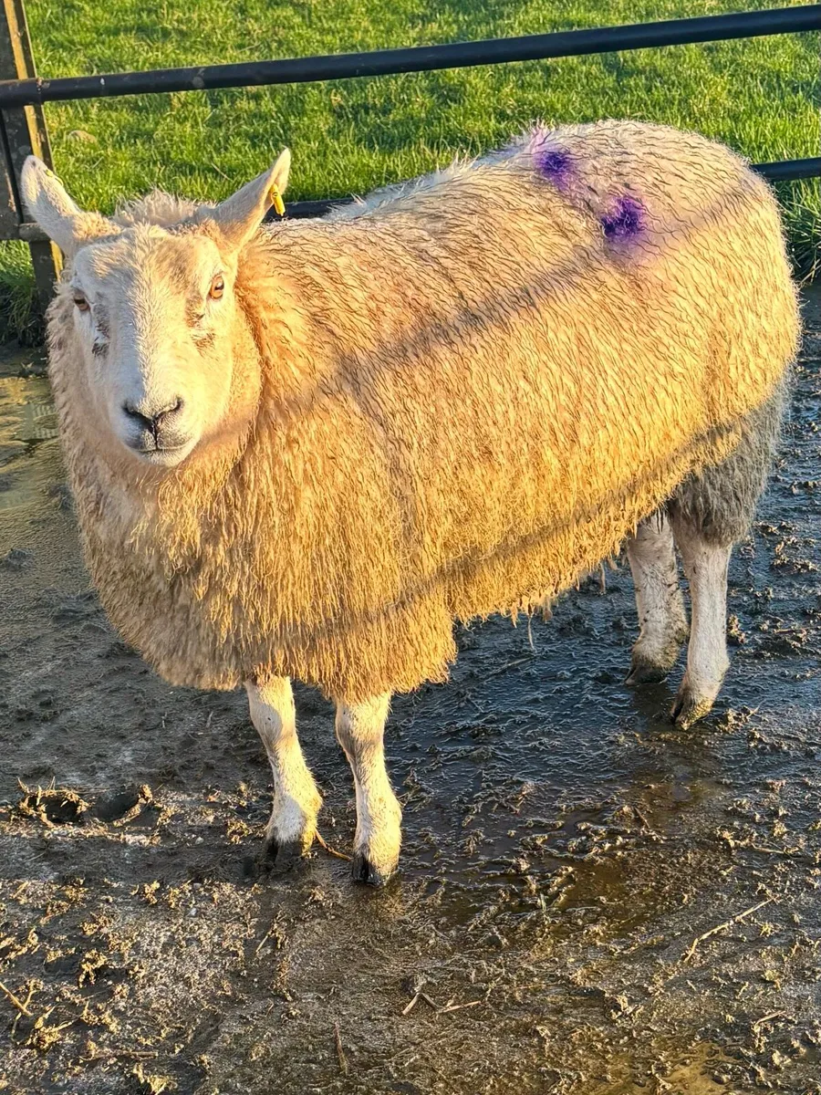 In Lamb Ewes - Image 4