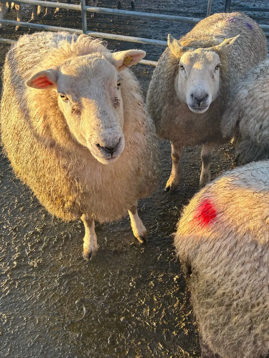 In Lamb Ewes - Image 1