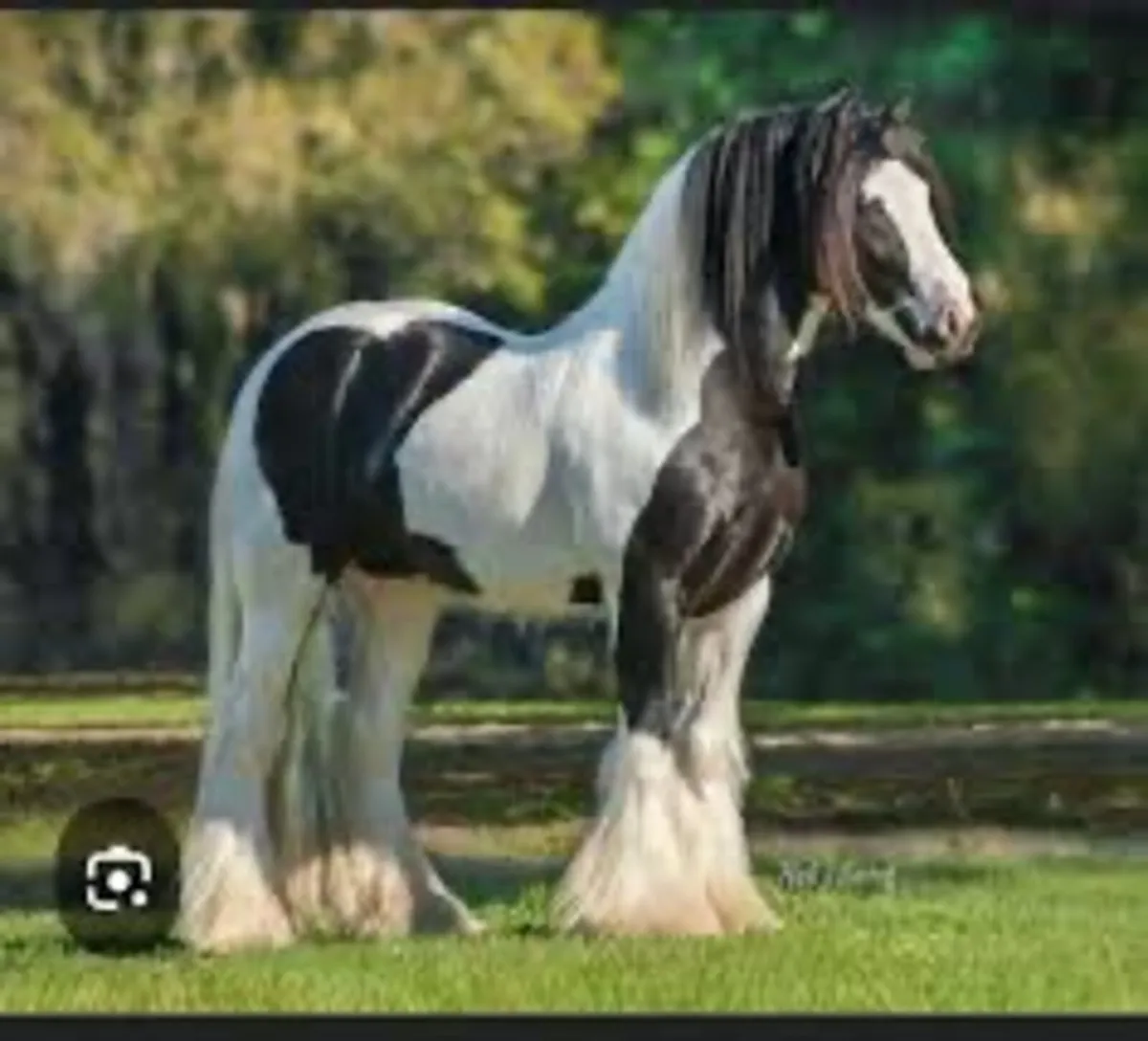 **WANTED HEAVY STALLION* - Image 2