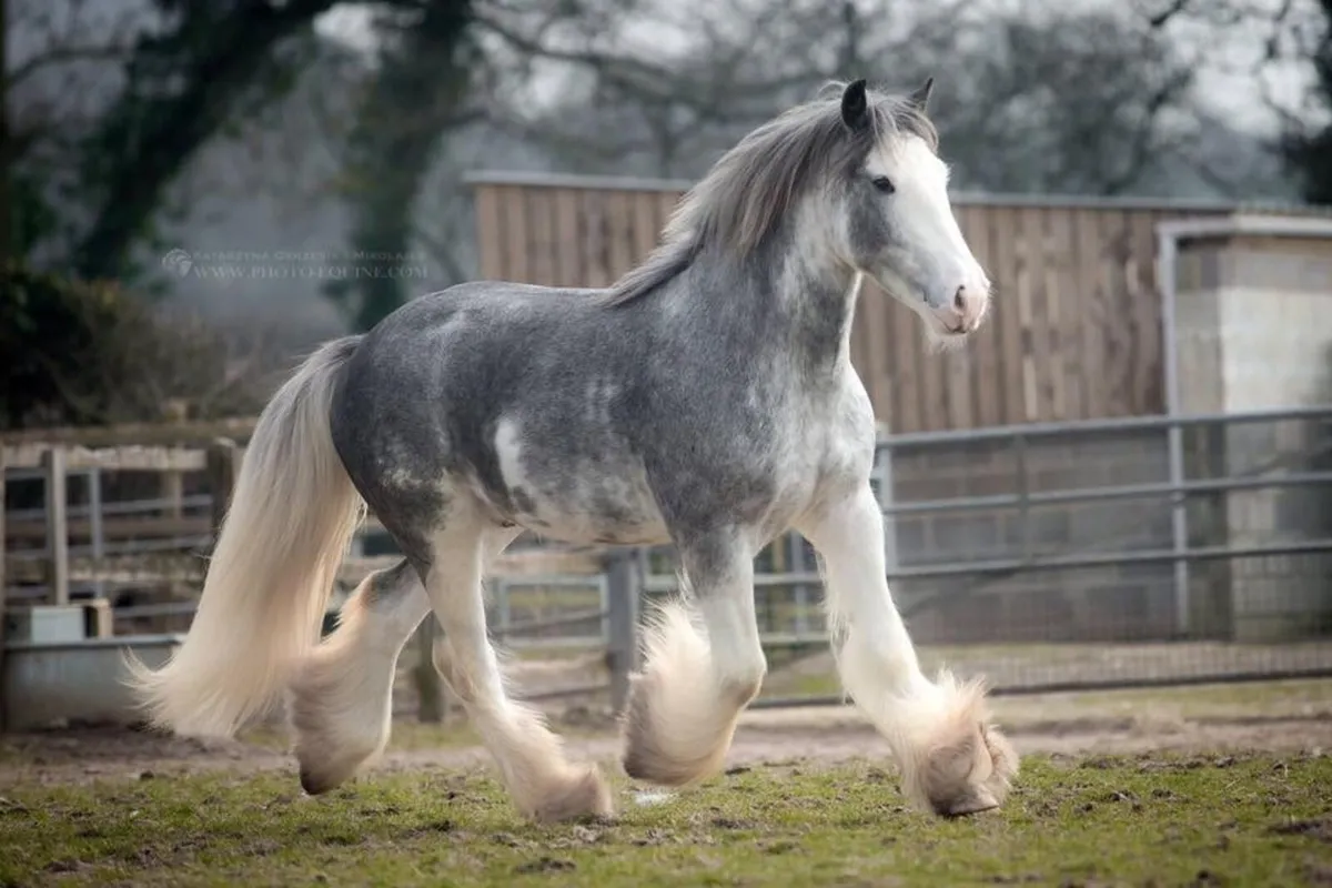 **WANTED HEAVY STALLION* - Image 3