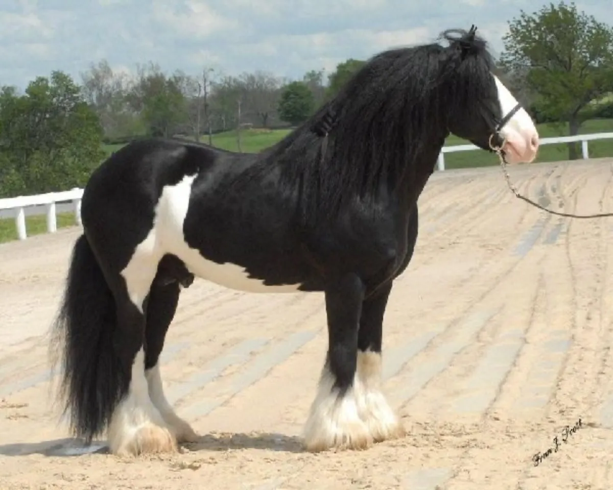 **WANTED HEAVY STALLION* - Image 4