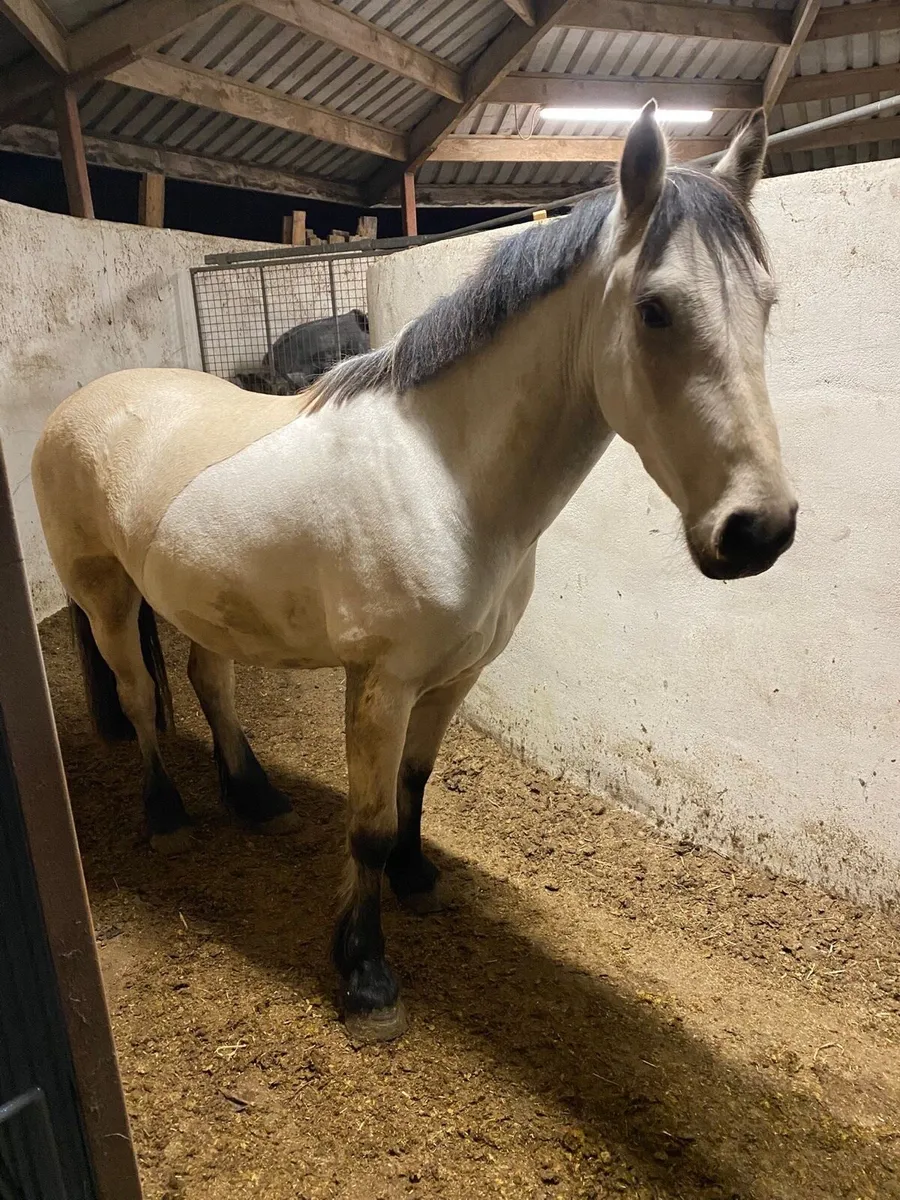 Sunny ☀️ 14.2 4yo - Image 4