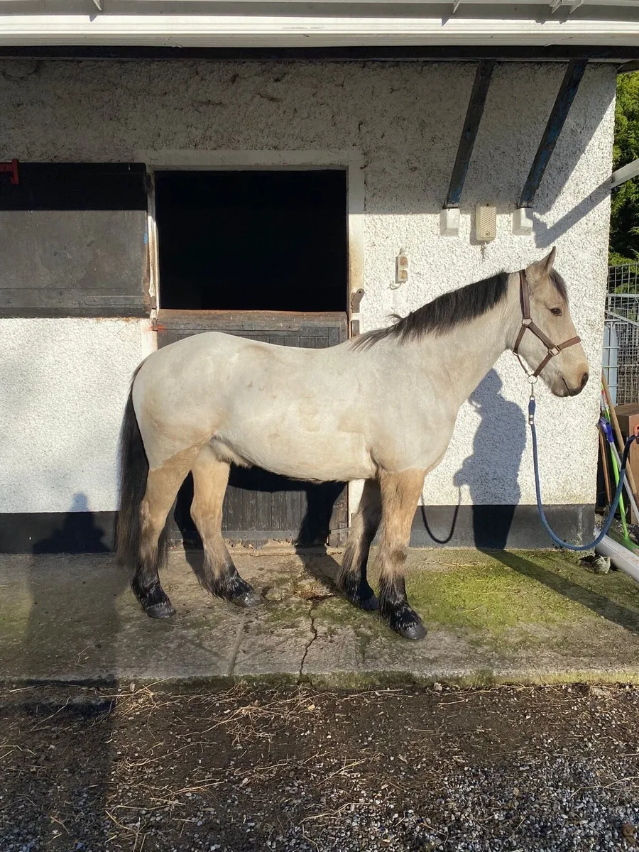 Sunny ☀️ 14.2 4yo - Image 3