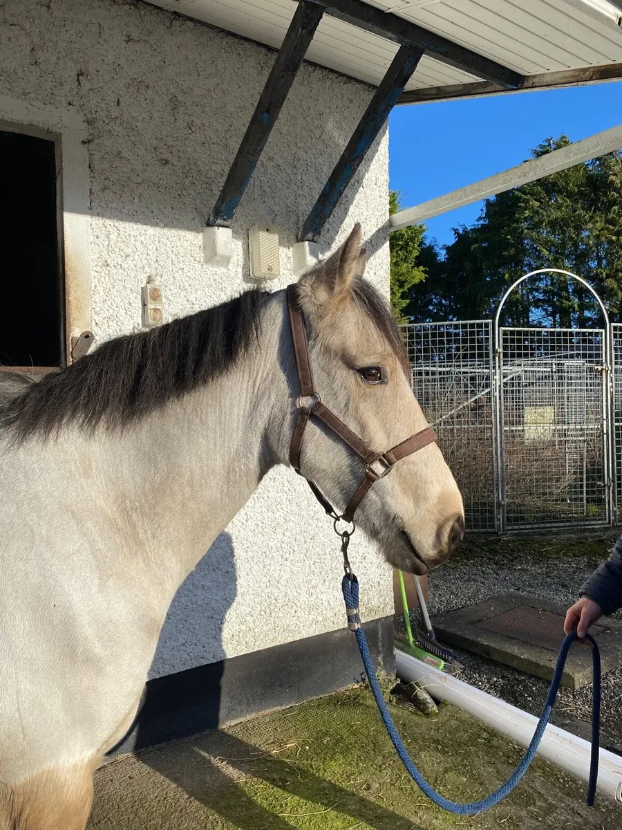 Sunny ☀️ 14.2 4yo - Image 1