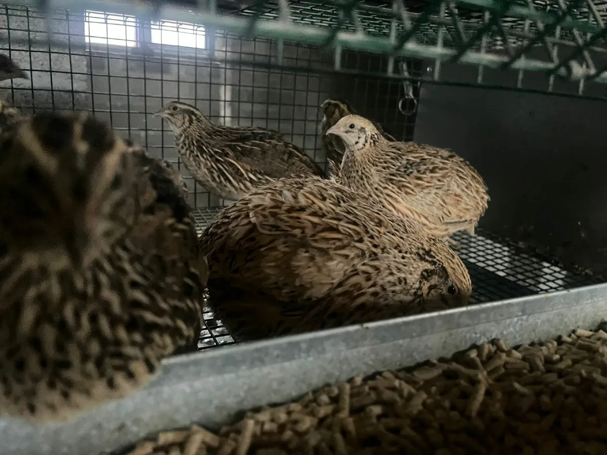 Quail & egg roll out - Image 3