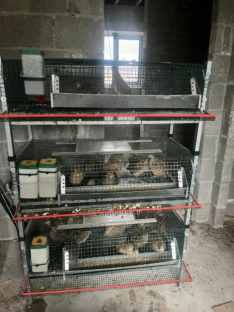 Quail & egg roll out - Image 2