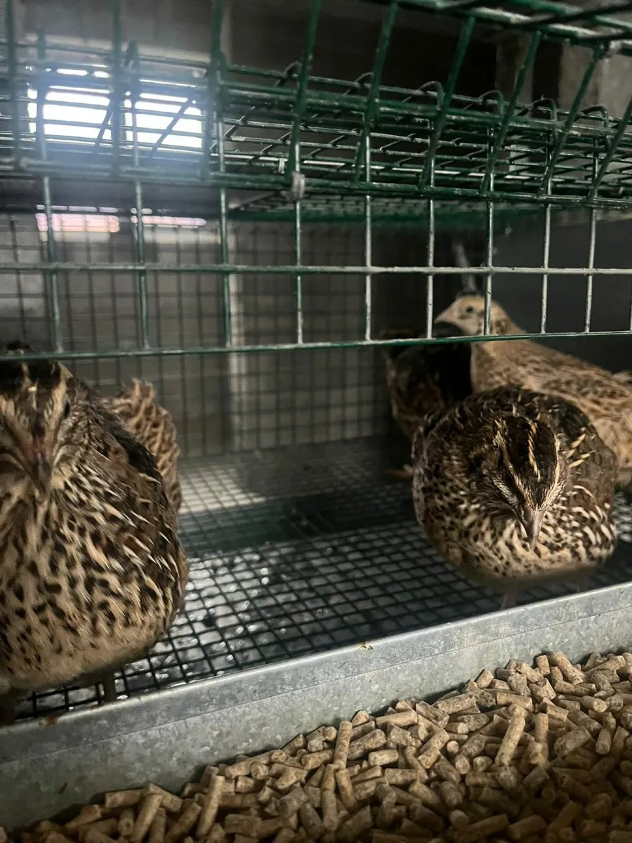 Quail & egg roll out - Image 4