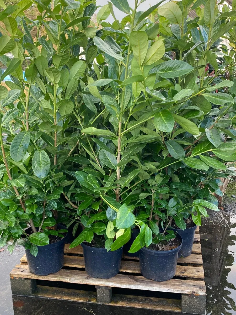 Mature Laurel Hedging - Image 3