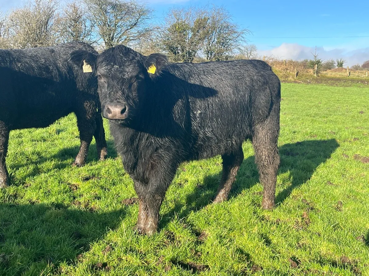 Pedigree Angus Heifers - Image 2