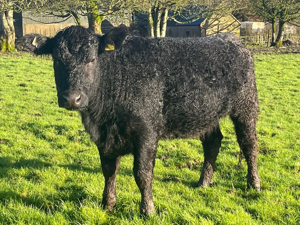 Pedigree Angus Heifers - Image 3