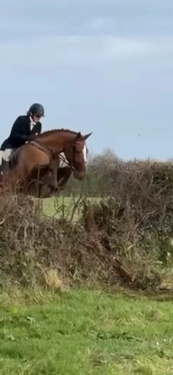 Rising 4yo full irish draught filly - Image 2