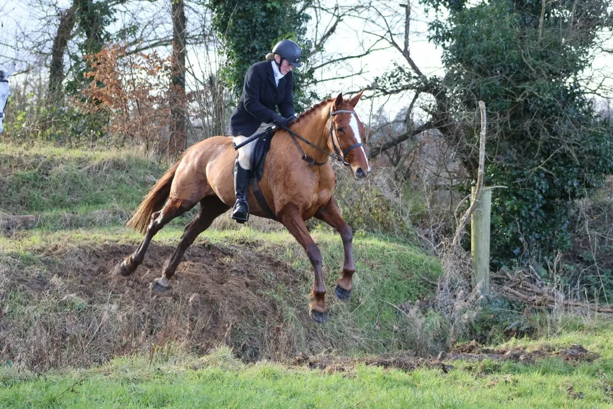 Rising 4yo full irish draught filly - Image 3